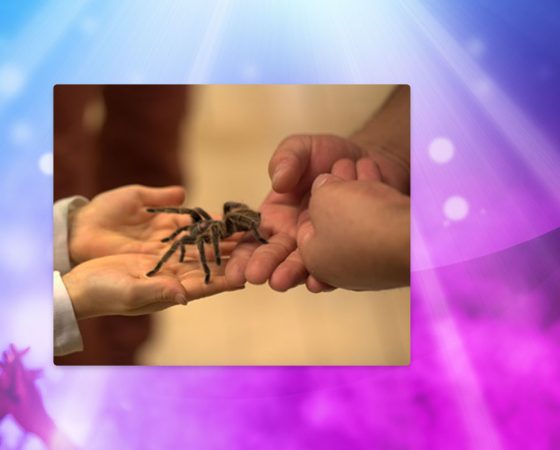 CCS-Veranstaltung-Insektenausstellung