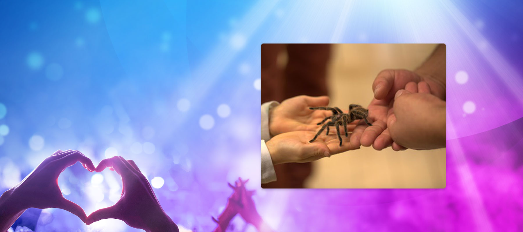 CCS-Veranstaltung-Insektenausstellung